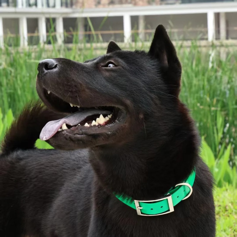 2,5 cm brede, heavy-duty TPU h - Hunting Dog Outdoor recensie en prijs